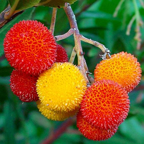 1 pac, Arbore de Căpșuni - Semințe: Mod de ambalare: 0.1 g