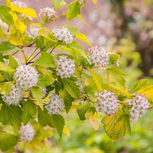 1 buc, Fiizocarp Dart's Gold - Răsaduri: Mod de ambalare: 1 buc