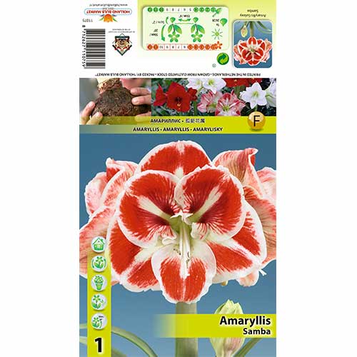 1 buc, Crin de cameră (Amaryllis) Samba - Bulbi: Mod de ambalare: 1 buc