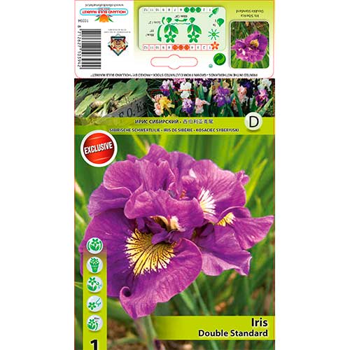 1 buc, Iris siberian Double Standard - Bulbi: Mod de ambalare: 1 buc