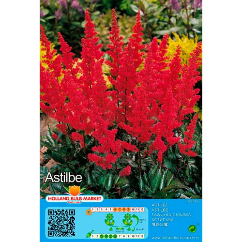 1 buc, Astilbe Red - Bulbi: Mod de ambalare: 1 buc