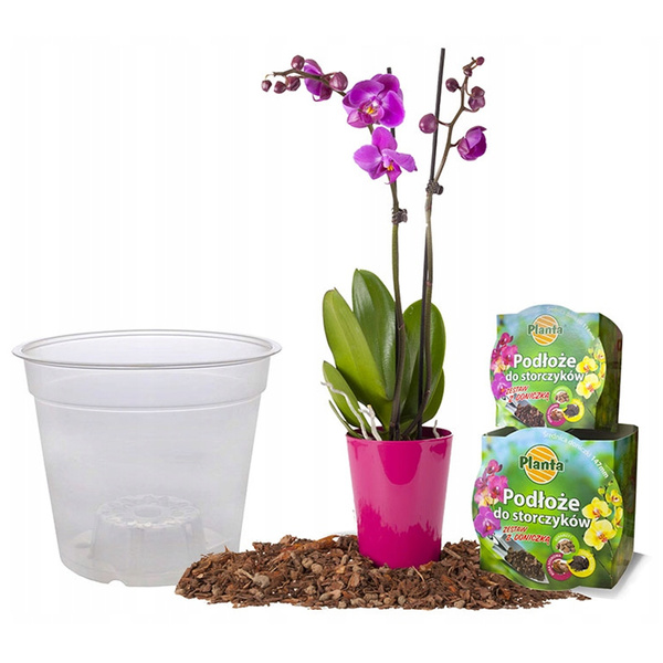 Zestaw do storczyków Doniczka + ziemia 1,1L