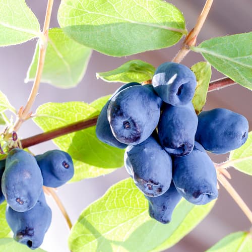 1 saz, Zimolez kamčatský Sinogłaska, P9 - : Monžstvo balíkov: 1 saz