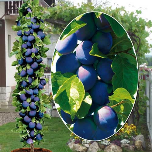 1 saz, Slivoň sloupovitá Fruca, С2 - : Monžstvo balíkov: 1 saz