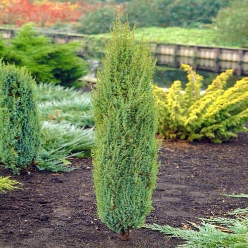 1 saz, Jalovec Arnold - : Monžstvo balíkov: 1 saz