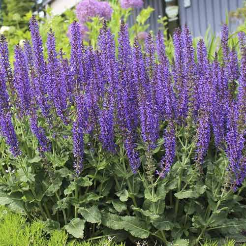 1 saz, Šalvěj Midnight Purple, C3 - : Monžstvo balíkov: 1 saz