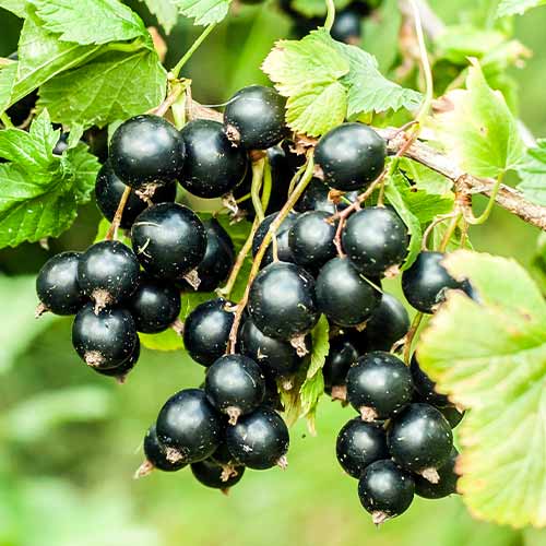 1 saz, Rybíz černý Big Ben, Р9 - : Monžstvo balíkov: 1 saz