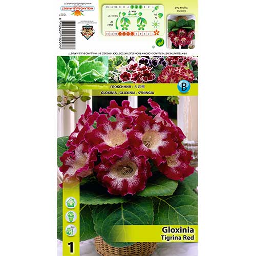 1 cib, Gloxinie Tigrina Red - : Monžstvo balíkov: 1 cib
