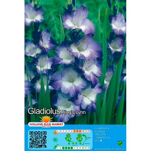 5 cib, Mečík Kings Lynn - : Monžstvo balíkov: 5 cib