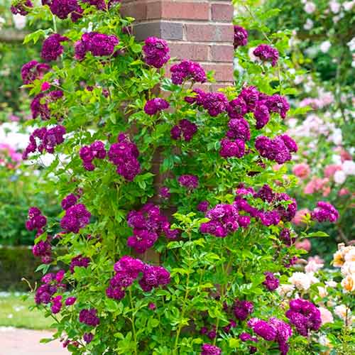 1 db, Rózsa futó Violet - Palánták: Mod de ambalare: 1 db