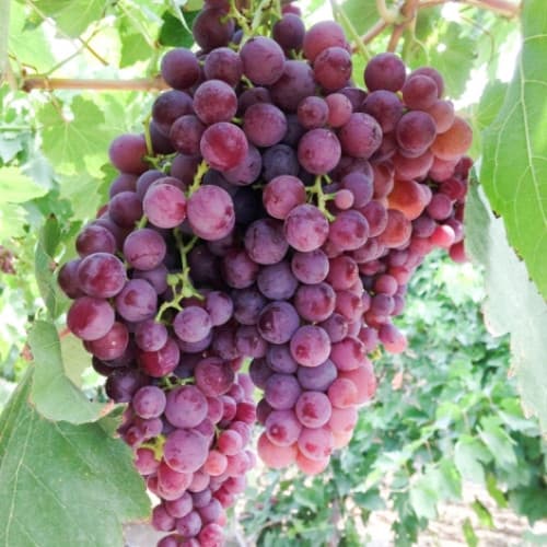 1 db, Szőlő Kismis rózsaszín - Dugványok: Mod de ambalare: 1 db