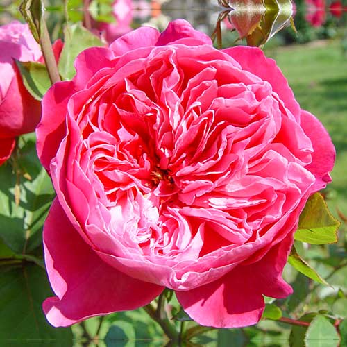 1 db, Rózsák teahibrid Accademia - Palánták: Mod de ambalare: 1 db