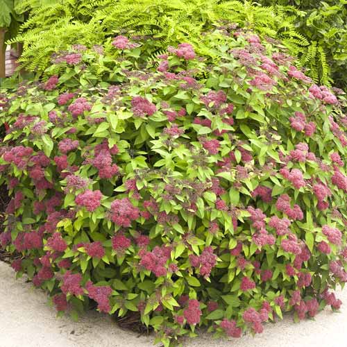 1 db, Gyöngyvessző Dart's Red, C3 - Palánták: Mod de ambalare: 1 db