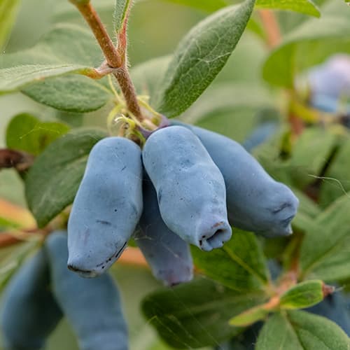 1 Pflanze(n), Honigbeere Duet, P9 - Setzlinge: Ilość w opakowaniu: 1 Pflanze(n)