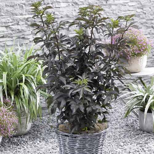 1 Pflanze(n), Holunder Black Tower PBR, C5 - Setzlinge: Ilość w opakowaniu: 1 Pflanze(n)