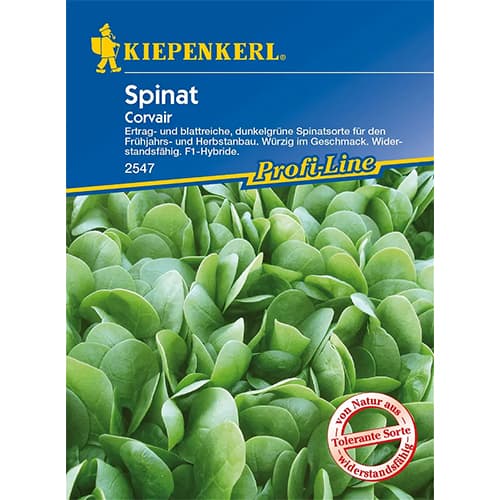 1 szt, Spinat Corvair F1 Kiepenkerl - Samen: Ilość w opakowaniu: 1 Stück
