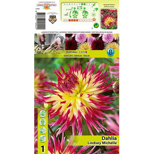 1 Stück, Dahlie Lindsay Michelle - Stauden: Ilość w opakowaniu: 1 Stück
