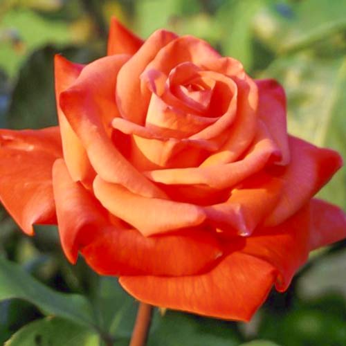 1 Pflanze(n), Großblumige Rose Christoph Columbus - Setzlinge: Ilość w opakowaniu: 1 Pflanze(n)