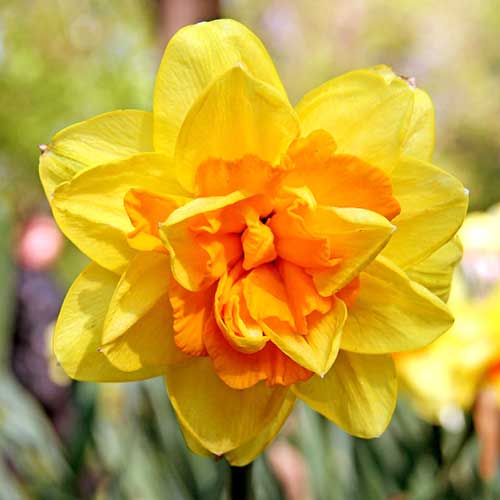 5 Stück, Narzisse Моnza - Blumenzwiebeln: Ilość w opakowaniu: 5 Stück