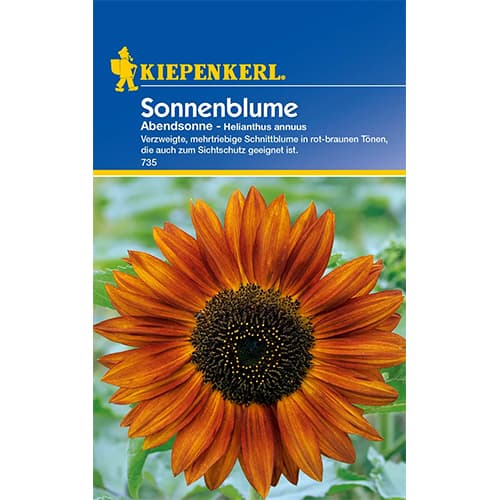 1 szt, Sonnenblume Abendsonne - Samen: Ilość w opakowaniu: 1 Stück