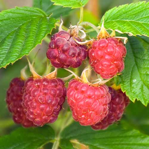 1 Pflanze(n), Himbeere Brandywine - Setzlinge: Ilość w opakowaniu: 1 Pflanze(n)