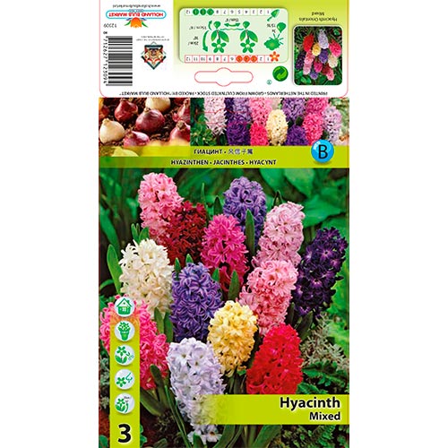 3 Stück, Hyazinthe, farbmischung - Blumenzwiebeln: Ilość w opakowaniu: 3 Stück