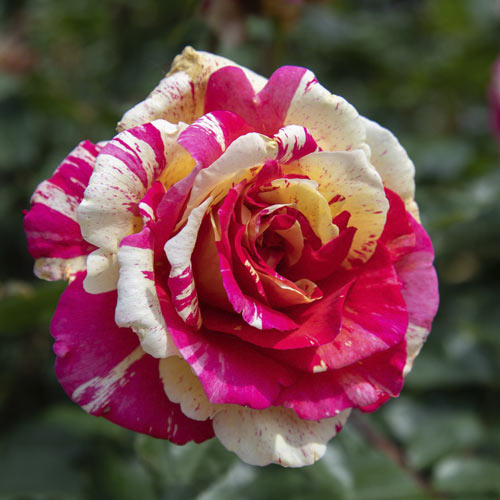 Rosa de flor grande Rosita Missoni , C5 - Plântulas: Ilość w opakowaniu: 1 plant