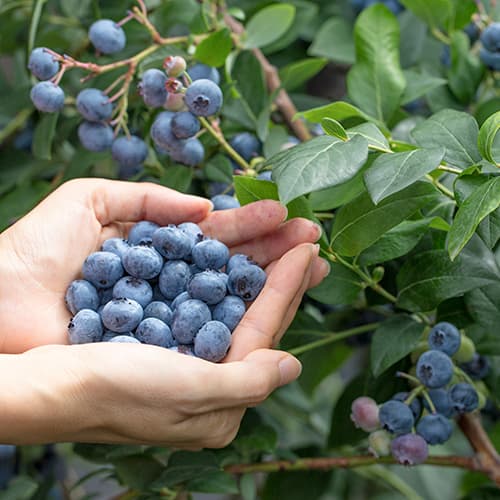 MirtiloEliot - Plântulas: Ilość w opakowaniu: 1 plant