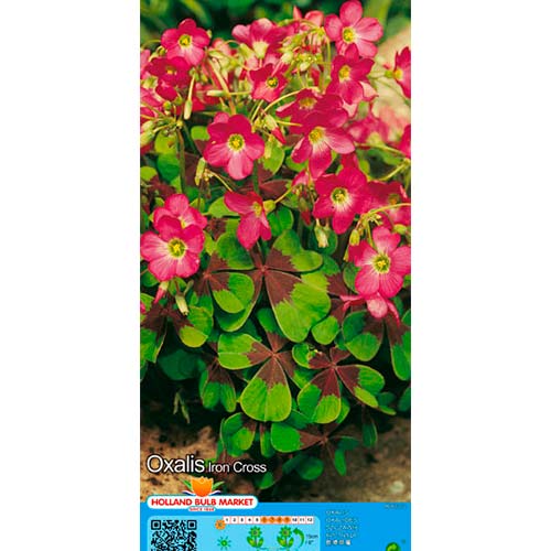 Oxalis Deppei Iron Cross - Bulbos: Ilość w opakowaniu: 20 bulbe