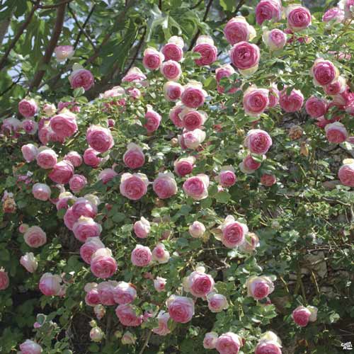 Rosa trepadeira Eden Rose , C3 - Plântulas: Ilość w opakowaniu: 1 plant