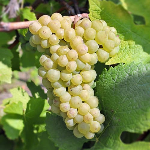 Videira Pinot Blanc, P9 - Plântulas: Ilość w opakowaniu: 1 plant