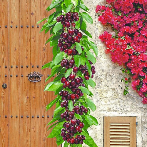 Cereja colunar preta Victoria - Plântulas: Ilość w opakowaniu: 1 plant