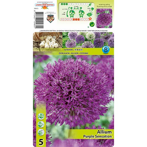 Allium Purple Sensation - Bulbos: Ilość w opakowaniu: 5 bulbos