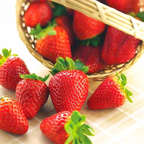 Fresa Albion - Plántulas: Ilość w opakowaniu: 5 plantas