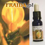 Kolcolist zachodni - Nadzieja