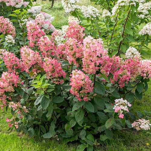 1 sadz, Hortensja bukietowa Magical Fire - Sadzonki: Ilość w opakowaniu: 1 sadz