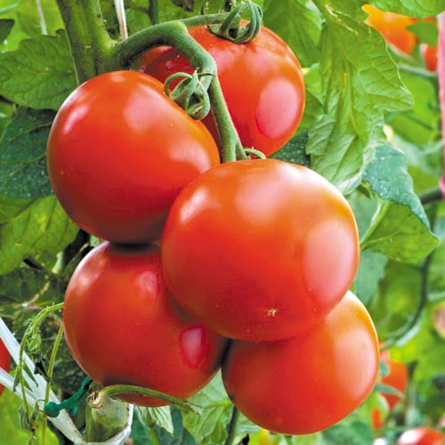 1 szt, Pomidor Baron - Nasiona: Ilość w opakowaniu: 0.10 g