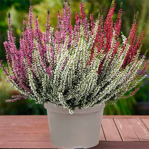 1 sadz, Wrzos pospolity Trio Girls Athene/Hilda/Zelda - Sadzonki: Ilość w opakowaniu: 1 sadz