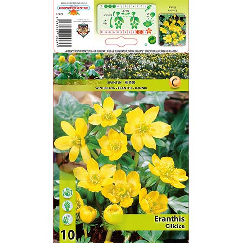 10 szt., Rannik Cilicica - Cebule: Ilość w opakowaniu: 10 szt.