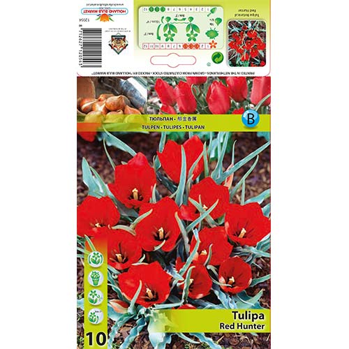 10 szt., Tulipan botaniczny Red Hunter - Cebule: Ilość w opakowaniu: 10 szt.