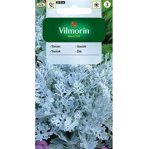 1 szt, Starzec popielny (Mrozy) Vilmorin - Nasiona: Ilość w opakowaniu: 0.3 g