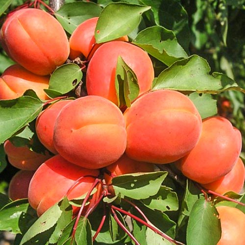 1 sadz, Morela Harcot - Sadzonki: Ilość w opakowaniu: 1 sadz