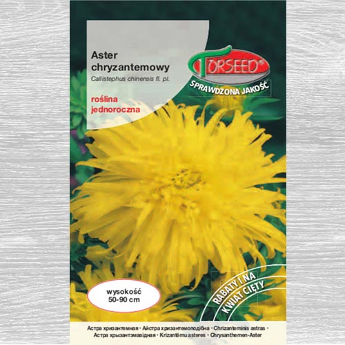 1 szt, Aster chryzantemowy wysoki oliwkowożółty - Nasiona: Ilość w opakowaniu: 0.5 g