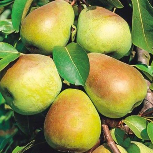 1 sadz, Grusza Lukasówka - Sadzonki: Ilość w opakowaniu: 1 sadz