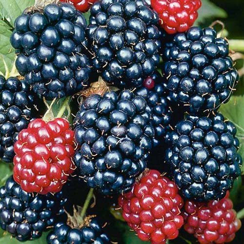 1 sadz, Jeżyna Gazda - Sadzonki: Ilość w opakowaniu: 1 sadz