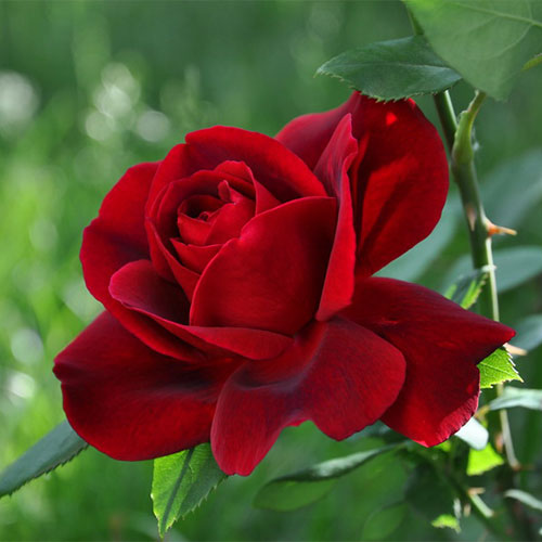 1 sadz, Róża pnąca Wainright Rose - Sadzonki: Ilość w opakowaniu: 1 sadz