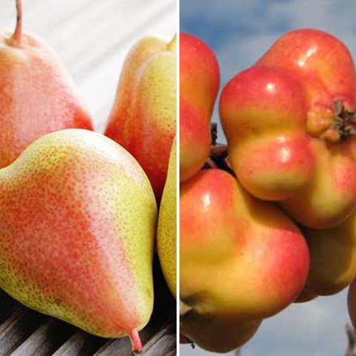 2 sadz, Super oferta! Zestaw Smakowite owoce, 2 sadzonki - Sadzonki: Ilość w opakowaniu: 2 sadz