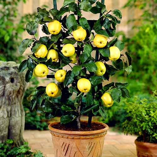 1 szt, Mini Jabłoń Croquella - Sadzonki: Ilość w opakowaniu: 1 sadz