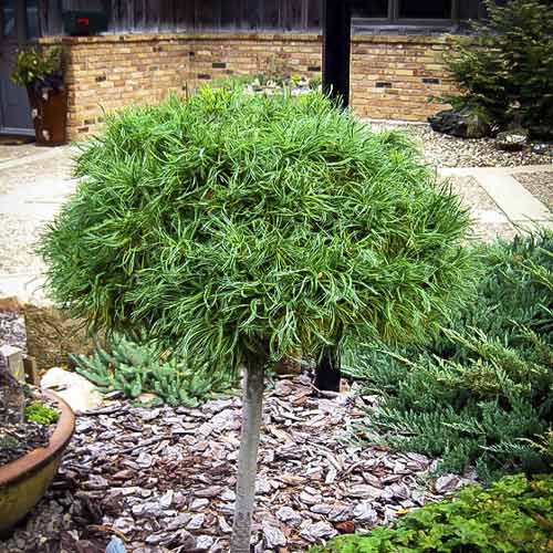 1 sadz, Sosna wejmutka Green Twist, C4 - Sadzonki: Ilość w opakowaniu: 1 sadz