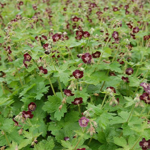 1 sadz, Bodziszek żałobny varosea Lividum (Geranium) - Sadzonki: Ilość w opakowaniu: 1 sadz